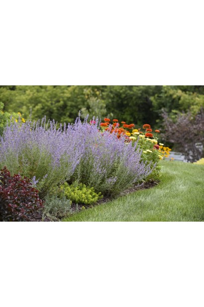 Перовскія лебедолиста 